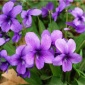 紫花地丁种子中药材紫花地丁花种籽四季种植盆栽药用苦地丁种孑